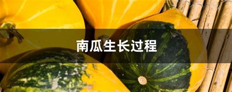 南瓜催花|南瓜生长过程